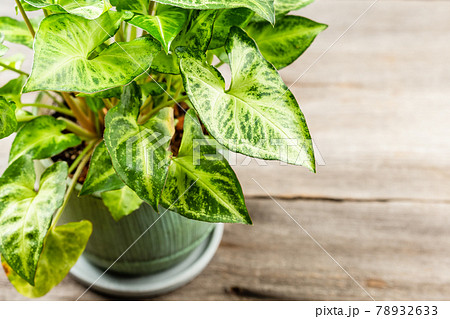 Green leaves Syngonium podophyllum on wooden table Green leaves Syngonium podophyllum on wooden table 78932633