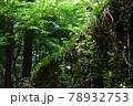 新緑を見上げる 78932753