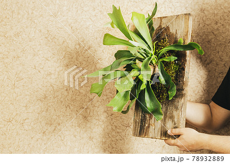 Platycerium or Staghorn Fern Mounted on Board Platycerium or Staghorn Fern Mounted on Board 78932889