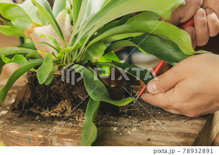 Male hands Mounting Staghorn Fern on Board Male hands Mounting Staghorn Fern on Board 78932891