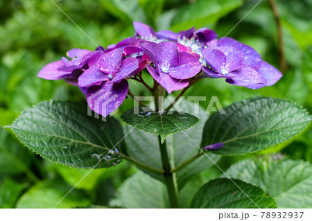 紫陽花 78932937