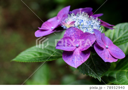 紫陽花 78932940