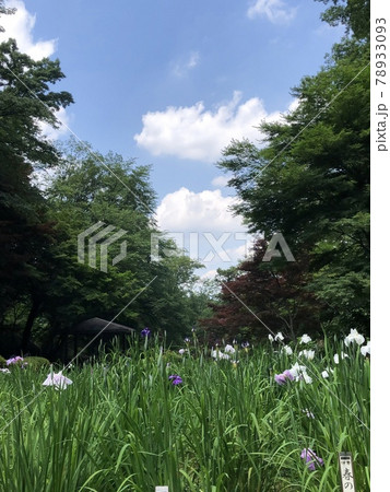 公園での風景と青空 78933093