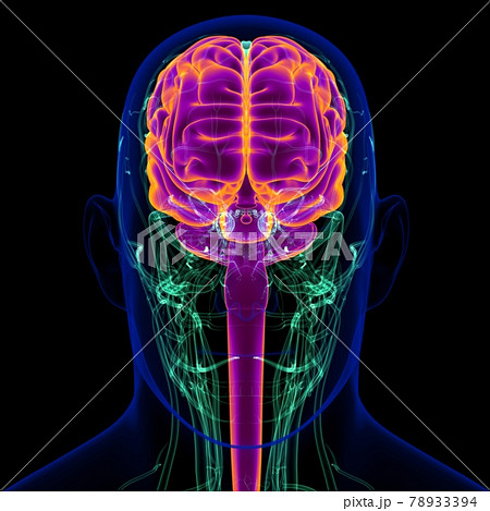 3D Illustration Human Brain With Circulatory System Anatomy 78933394