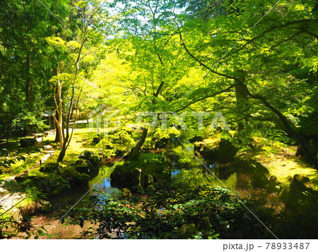 新緑と池 北畠氏館跡庭園 新緑と池 北畠氏館跡庭園 78933487