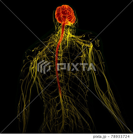 3D Illustration Human Brain With Nervous System Anatomy 3D Illustration Human Brain With Nervous System Anatomy 78933724