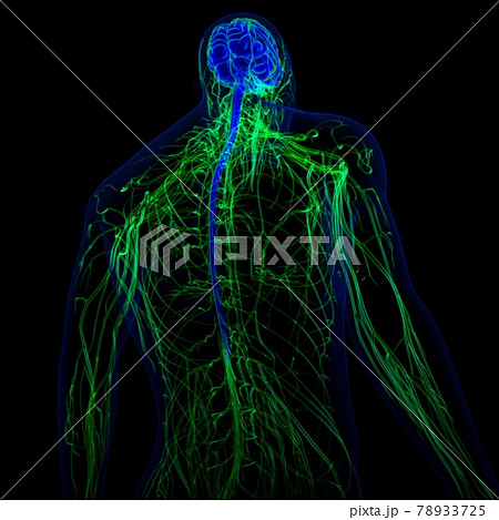 3D Illustration Human Brain With Nervous System Anatomy 78933725
