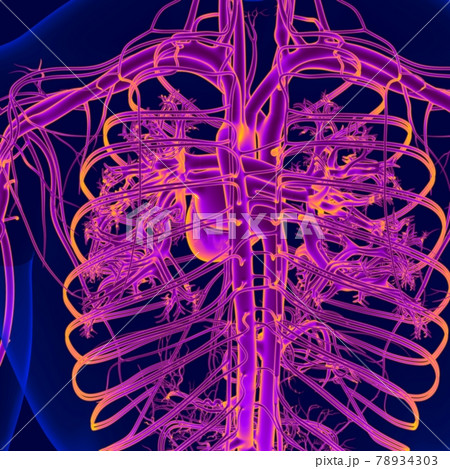 3D Illustration Human Heart With Circulatory System Anatomy For Medical Concept 3D Illustration Human Heart With Circulatory System Anatomy For Medical Concept 78934303