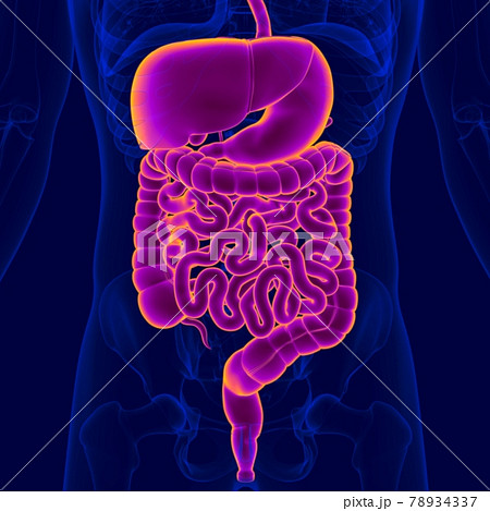 3D Illustration Human Digestive System Anatomy 78934337