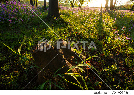 逆光で照らされる切り株 逆光で照らされる切り株 78934469