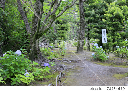 養翠園 あじさいの小道 養翠園 あじさいの小道 78934639