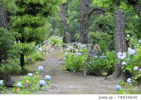養翠園 あじさいの小道 養翠園 あじさいの小道 78934640