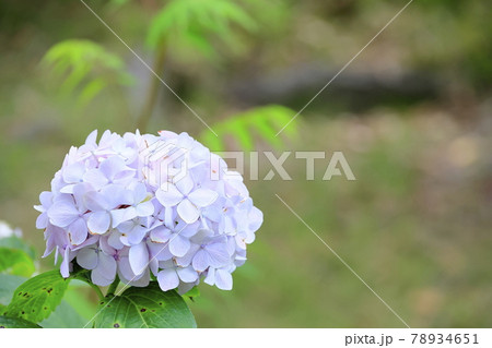 養翠園 あじさいの小道 78934651