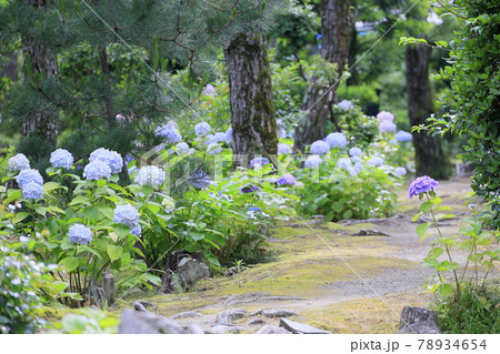養翠園 あじさいの小道 78934654