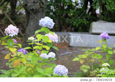 養翠園 あじさいの小道 78934659