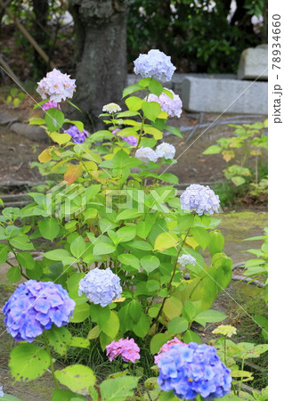 養翠園 あじさいの小道 78934660