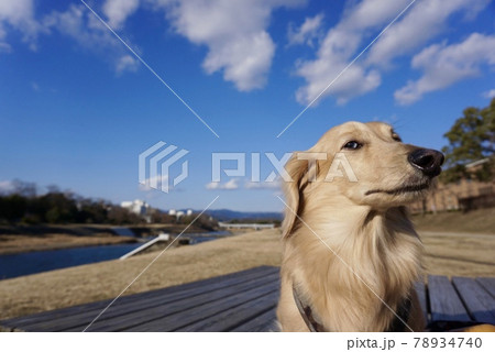 すました顔の犬 78934740