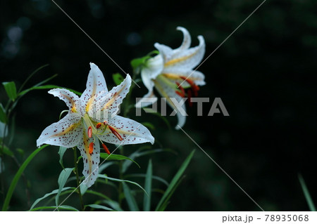 華麗なユリの王者 華麗なユリの王者 78935068
