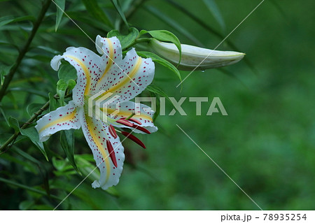 華麗なユリの王者 78935254