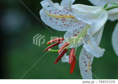 華麗なユリの王者 78935329