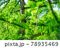 Squirrel hiding on a green coniferous tree 78935469