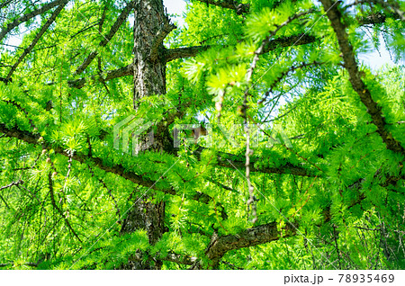 Squirrel hiding on a green coniferous tree 78935469