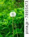Fluffy white dandelion surrounded by green grass 78935473