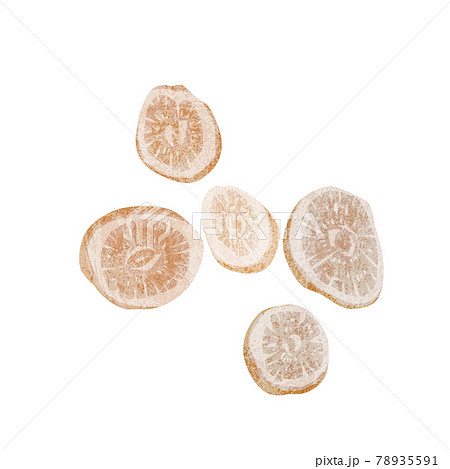 漢方生薬「芍薬（シャクヤク）」手描き水彩風イラスト 78935591