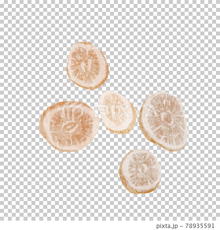 漢方生薬「芍薬（シャクヤク）」手描き水彩風イラスト 78935591