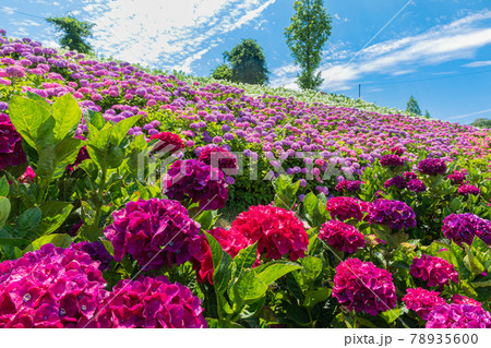 かざはやの里、満開のあじさい〈三重県津市〉 78935600
