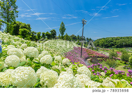 かざはやの里、満開のあじさい〈三重県津市〉 かざはやの里、満開のあじさい〈三重県津市〉 78935698