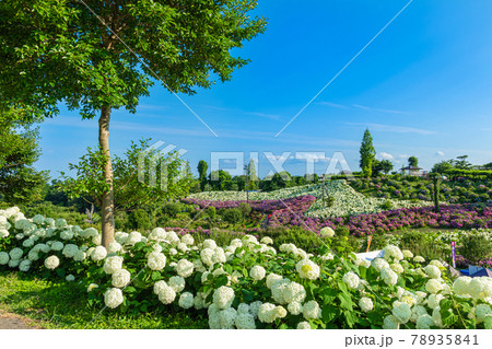 かざはやの里、満開のあじさい〈三重県津市〉 78935841