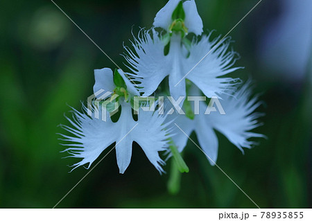 空を飛ぶ白鷺 空を飛ぶ白鷺 78935855