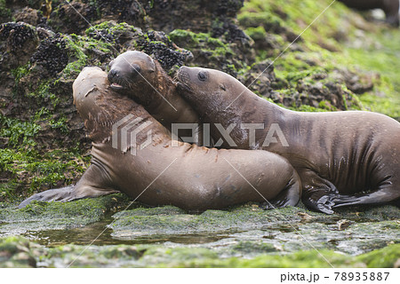 Sea Lion pup , Patagonia Argentina 78935887