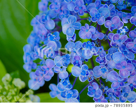 紫陽花33　ウズアジサイ 78935895