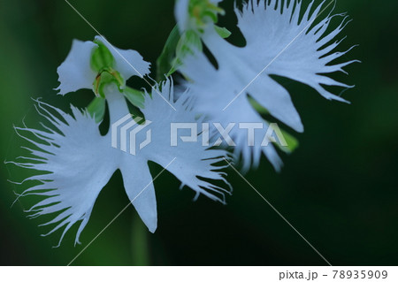 空を飛ぶ白鷺 空を飛ぶ白鷺 78935909
