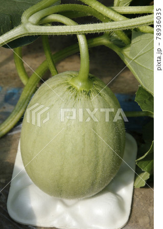 夕張メロン　メロン畑　ハウス栽培メロン　ハウスメロン　マスクメロン　赤肉メロン 78936035