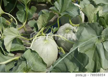 夕張メロン　メロン畑　ハウス栽培メロン　ハウスメロン　マスクメロン　赤肉メロン 78936054