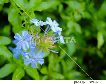 ルリマツリ 78936066