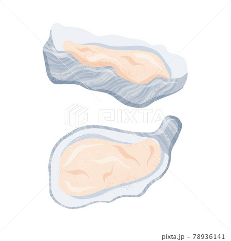 Fresh tasty seafood clams, oysters in seashells vector hand drawn illustration isolated on white background. 78936141