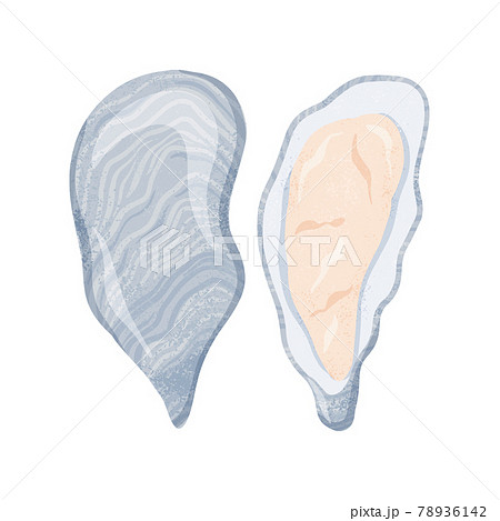 Fresh tasty seafood clams, oysters in seashells vector hand drawn illustration isolated on white background. 78936142