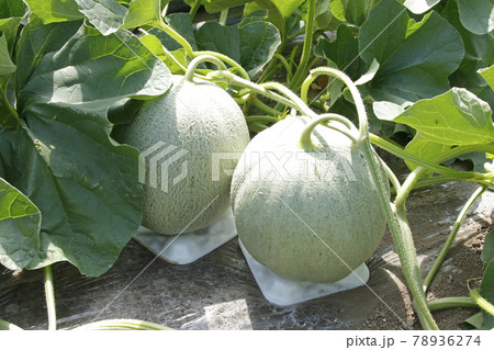 夕張メロン　メロン畑　ハウス栽培メロン　ハウスメロン　マスクメロン　赤肉メロン 78936274