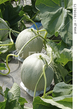 夕張メロン メロン畑 ハウス栽培メロン ハウスメロン マスクメロン 赤肉メロンの写真素材