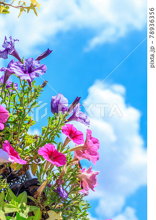 空にさく花 空にさく花 空にさく花 空にさく花