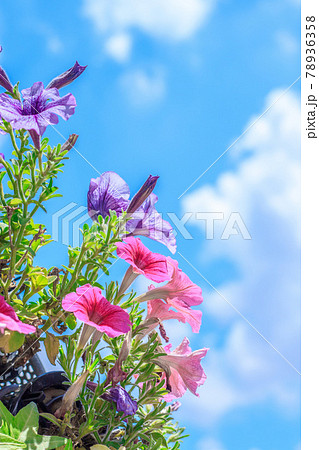 夏空に咲くペチュニアの花のアップ 78936358
