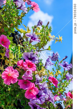 夏空に咲くペチュニアの花のアップ 78936360