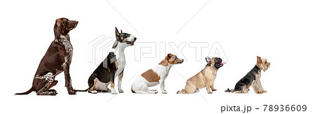 Group of different purebred dogs sitting isolated over white studio background. Collage 78936609
