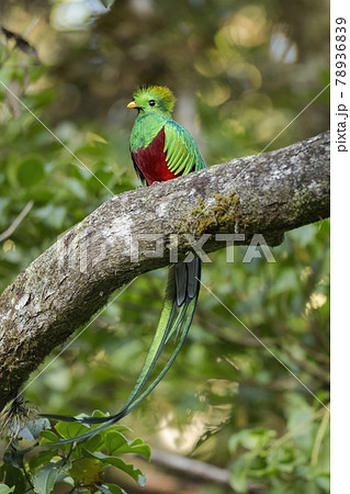 Colorful resplendent quetzal sitting on a scrub in cloud forest at sunset. Colorful resplendent quetzal sitting on a scrub in cloud forest at sunset. 78936839