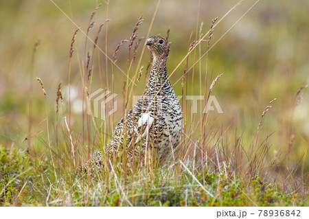 Rock ptarmigan resting on field in Iceland nature. 78936842