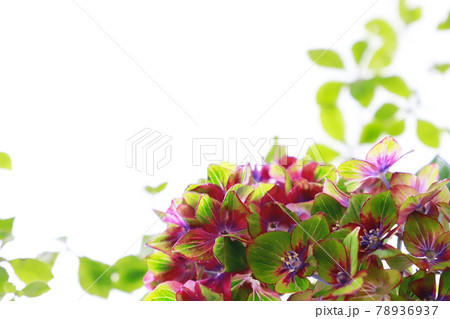 紫陽花アレンジ・アンティークアジサイ 78936937